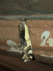 Tarache augustipennis