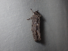 Agriophara confertella