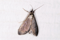 Pyrausta demantrialis