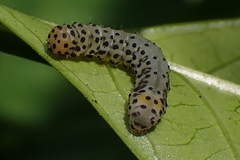 Monobolodes prunaria