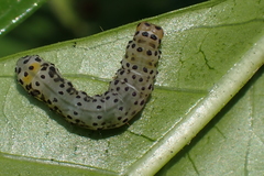 Monobolodes prunaria