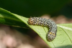 Monobolodes prunaria