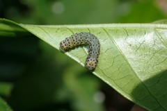 Monobolodes prunaria