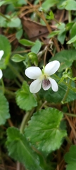 Viola adenothrix