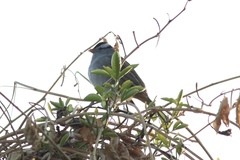 Zonotrichia leucophrys