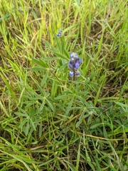 Lupinus bicolor microphyllus