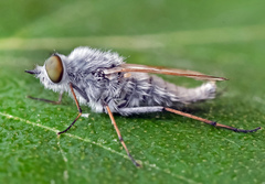 Acrosathe annulata