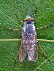 Acrosathe annulata