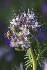 Apis mellifera