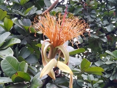 Pachira speciosa