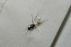 Camponotus americanus
