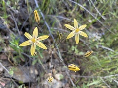 Triteleia ixioides