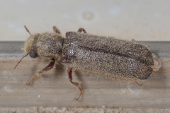Melalgus plicatus