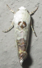 Acontia