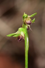 Genoplesium ciliatum