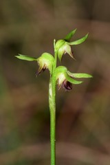 Genoplesium ciliatum