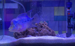 Amphilophus labiatus × cichlasoma trimaculatum