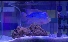 Amphilophus labiatus × cichlasoma trimaculatum