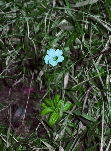 Pinguicula pumila