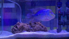 Amphilophus labiatus × cichlasoma trimaculatum
