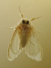 Euproctis galactopis