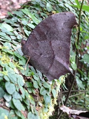 Melanitis phedima oitensis