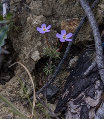Leptosiphon latisectus