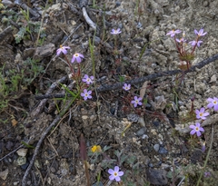 Leptosiphon latisectus