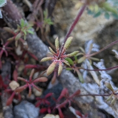 Leptosiphon latisectus