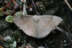 Oxydia trychiata