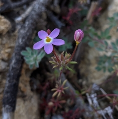 Leptosiphon latisectus