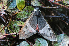 Dysschema panamensis