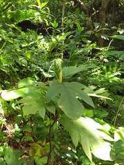 Artocarpus treculianus