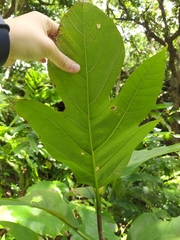 Artocarpus treculianus