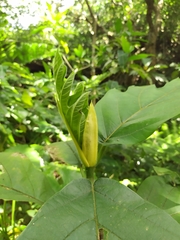 Artocarpus treculianus
