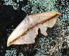Oxydia obtusaria