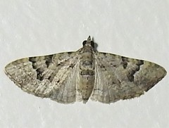 Mnesiloba eupitheciata