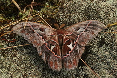 Rothschildia silkae