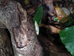 Chrysodema eximia berliozi