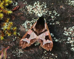 Dysschema panamensis