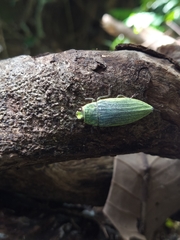 Chrysodema eximia berliozi