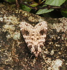 Elysius melanoplaga