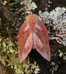 Othorene bernardoespinozai