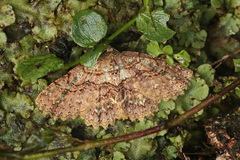 Bryoptera subbrunnea