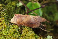 Prorifrons rufescens