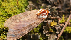Praeamastus albicinctus