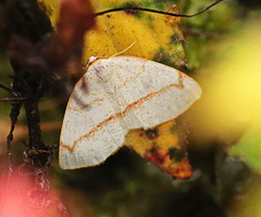 Microxydia orsitaria