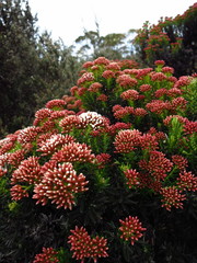 Ozothamnus purpurascens