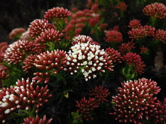 Ozothamnus purpurascens
