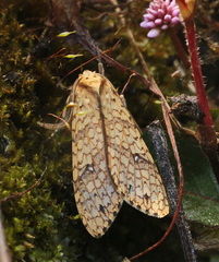 Lophocampa subannula